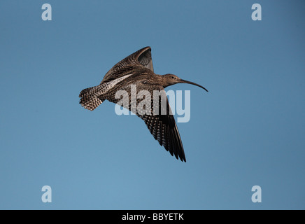 Curlew Numenius arquata di volo a Nord Yorkshire molla Foto Stock