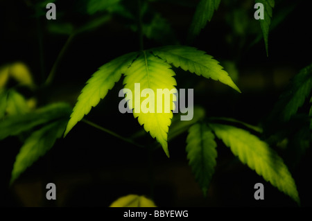Pianta di cannabis Foto Stock