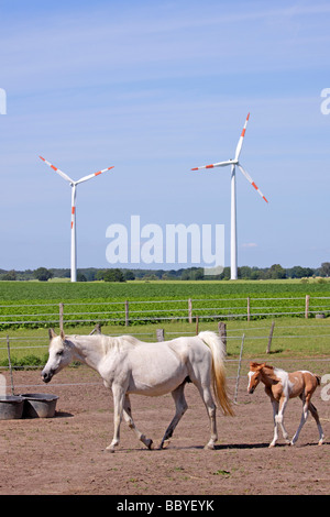 Cavalli nella parte anteriore di impianti a energia eolica in Bassa Sassonia, Germania settentrionale Foto Stock