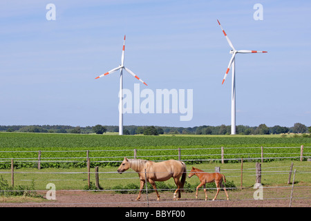 Cavalli nella parte anteriore di impianti a energia eolica in Bassa Sassonia, Germania settentrionale Foto Stock