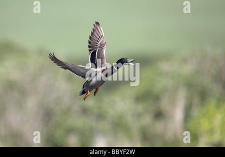 Germano reale Anas platyrhynchos maschio in volo la molla dello Yorkshire Foto Stock