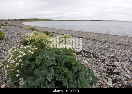 Cavolo riccio di mare, Crambe maritima, crescendo attraverso la spiaggia di ciottoli a Cemlyn Bay, Anglesey, Galles del Nord Foto Stock