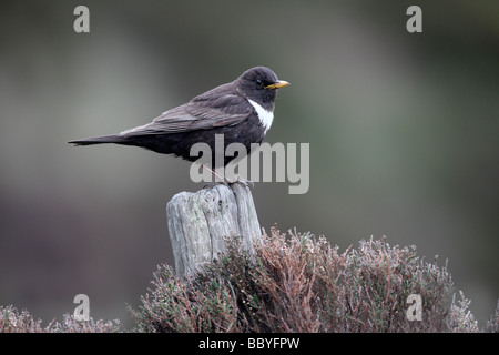 Ring ouzel Turdus torquatus maschio Yorkshire del Nord la molla Foto Stock