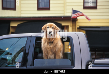 Il Labrador nel carrello di prelievo Foto Stock