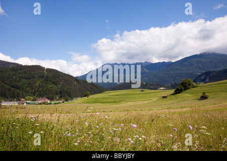 Imst Tirolo Austria Europa giugno estate fiore alpino prato in valle verde Foto Stock