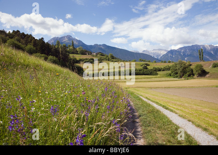 Estate fiori alpini e prati in verde valle nel mese di giugno. Imst Tirolo Austria Europa Foto Stock