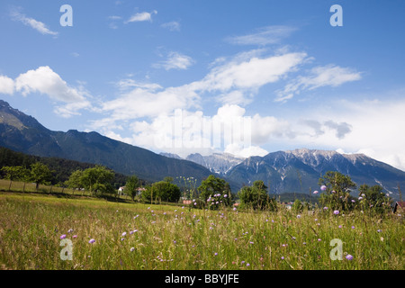 Imst Tirolo Austria Europa giugno estate fiore alpino prato in valle verde con le montagne al di là Foto Stock