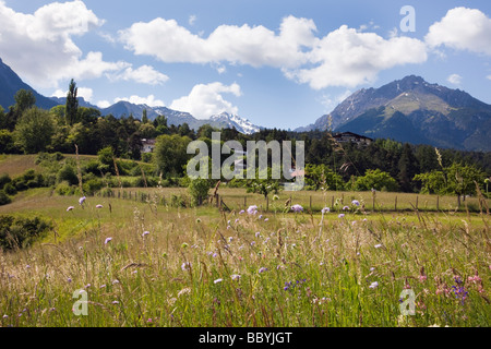 Imst Tirolo Austria Europa giugno estate fiore alpino prato in valle verde con le montagne al di là Foto Stock