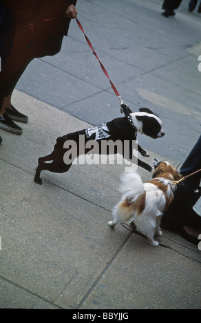 Due cani combattimenti sulla strada della citta'. Boston Terrier. Foto Stock