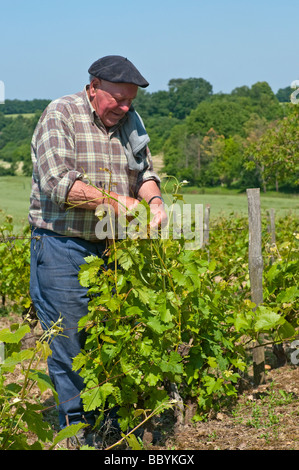 Il contadino nella sua vigna legatura di nuova crescita per cavi di supporto - sud-Touraine, Francia. Foto Stock