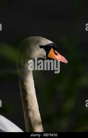 Unico Cigno visto attraverso il fogliame. Foto Stock