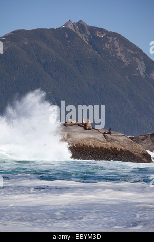 I leoni di mare Sitka Alaska sudorientale Foto Stock