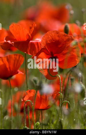 I campi di papavero in estate. Foto Stock