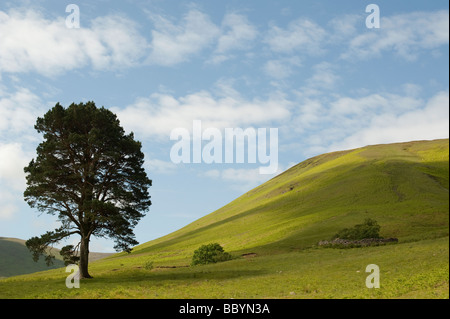 Pinus sylvestris. Unico di pino silvestre tree nelle colline della frontiera scozzese campagna. Scozia Foto Stock