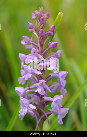 Comune di orchidea fragrante (Gymnadenia conopsea) Foto Stock