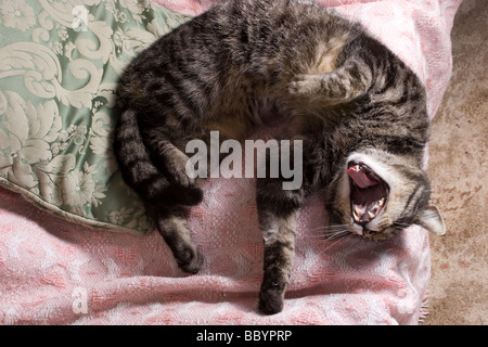 Adulto tabby cat di rotolamento del cuscinetto e denti Foto Stock