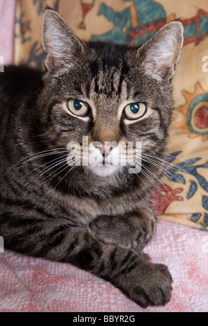 Guardando nervoso tabby cat Foto Stock