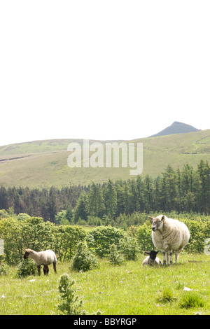 Pecora con agnello, vista guardando attraverso verso, shutlingloe, in background Foto Stock