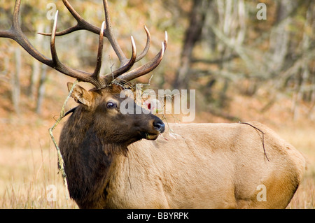 Wild elk in valle cataloochee, Great Smoky Mountains National Park, North Carolina Foto Stock