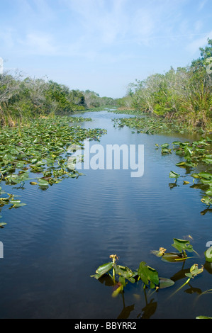 Parco nazionale delle Everglades Foto Stock