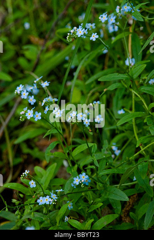 Piccolo gruppo di blue mountain dimenticare-me-not immerso nel rigoglioso verde, si trovano spesso in ambienti umidi Foto Stock