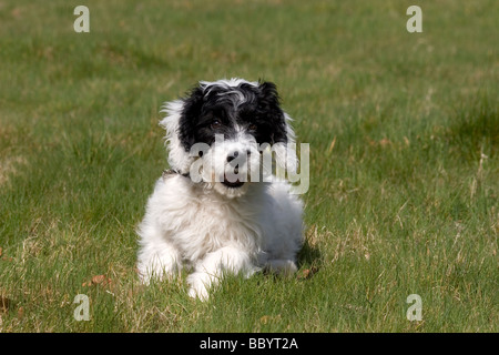 Ritratto cockerpoo cucciolo seduta nel campo Foto Stock