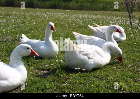 Dà bianco oche su un prato Foto Stock