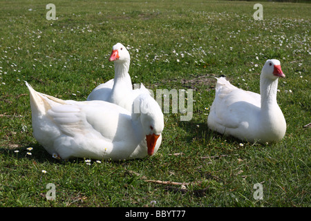 Tre oche bianco su un prato Foto Stock