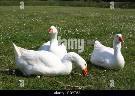 Tre oche bianco su un prato Foto Stock