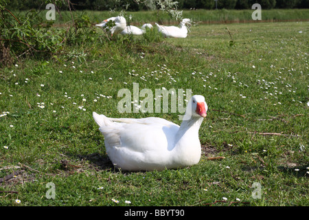 Un bianco oche su un prato Foto Stock