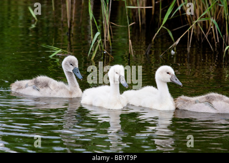 Più piccoli Foto Stock