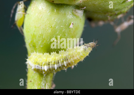 Hover fly larva di mangiare un afide Foto Stock