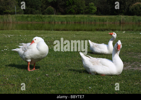 Tre oche bianco su un prato Foto Stock