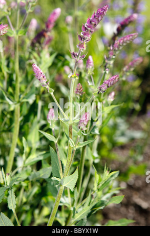 Prato Salvia, Stäppsalvia (Salvia nemorosa , ssp. tesquicola) Foto Stock