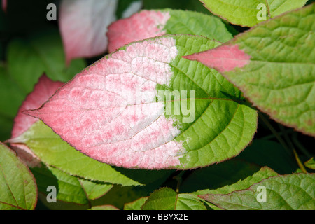 Le variegate-leaf hardy kiwi, Kameleontbuske (Actinidia kolomikta) Foto Stock