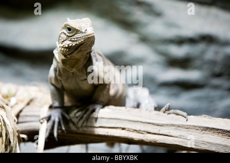 Iguana si siede su un ramo di spessa close up Foto Stock