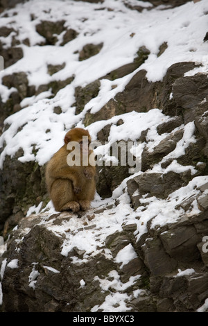 Piccola scimmia si siede sulla roccia ricoperte di neve Foto Stock