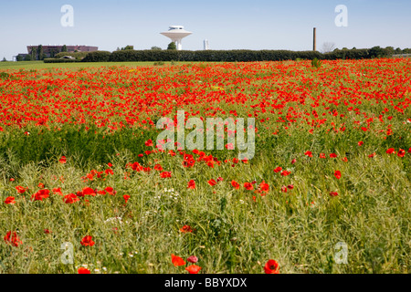 Il mais papavero, Kornvallmo (Papaver rhoeas) Foto Stock