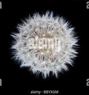 Tarassaco seme head su sfondo nero Foto Stock