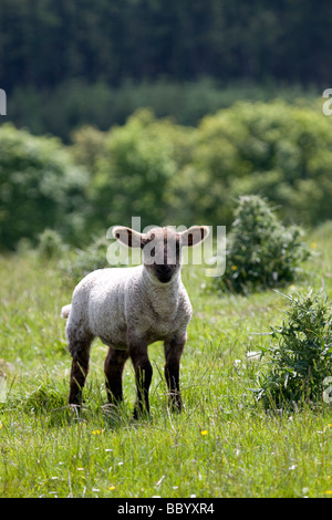 Lone agnello, vicino a Macclesfield Forrest Foto Stock