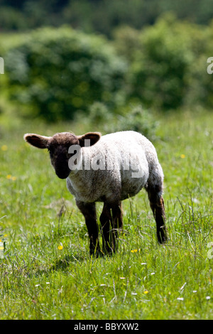 Lone agnello, vicino a Macclesfield Forrest Foto Stock