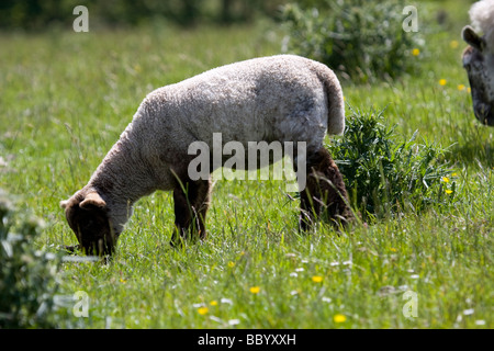 Lone agnello, vicino a Macclesfield Forrest Foto Stock