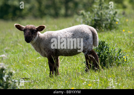 Lone agnello, vicino a Macclesfield Forrest Foto Stock