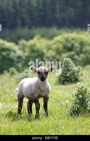 Lone agnello, vicino a Macclesfield Forrest Foto Stock