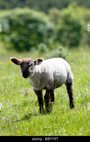 Lone agnello, vicino a Macclesfield Forrest Foto Stock