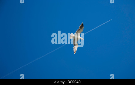 Aringa Gull e passando a Jetstream, Boatstrand, Costa di rame ,nella Contea di Waterford, Irlanda Foto Stock