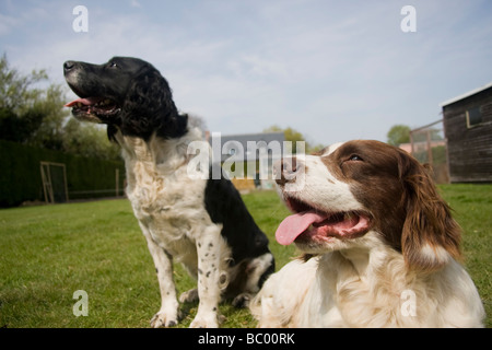 English Springer épagneuls Foto Stock