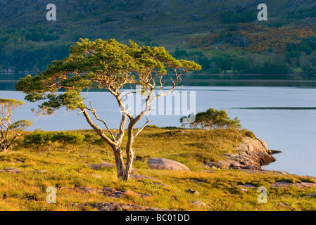 Pino silvestre Pinus sylvestris lungo il Loch Maree Wester Ross Scozia Scotland Foto Stock