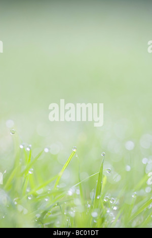 Di rugiada o di pioggia sui fili di erba Foto Stock