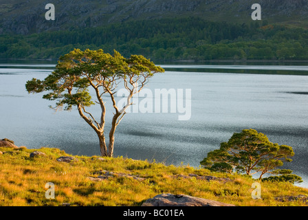Pino silvestre Pinus sylvestris lungo il Loch Maree Wester Ross Scozia Scotland Foto Stock
